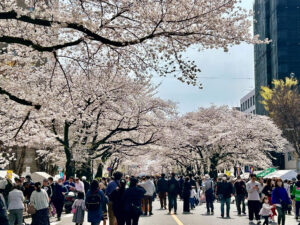 橋本桜2025