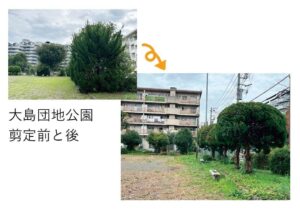 大島団地公園剪定前と後